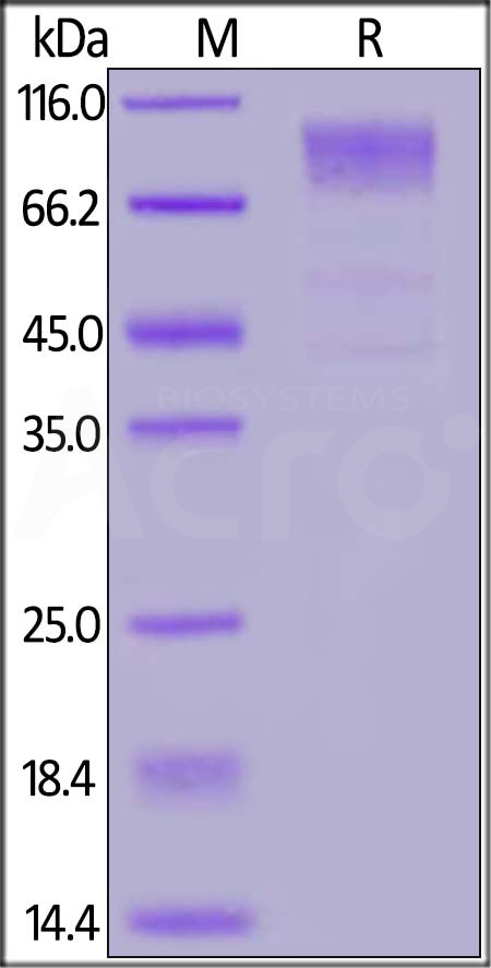 Spike S1 SDS-PAGE