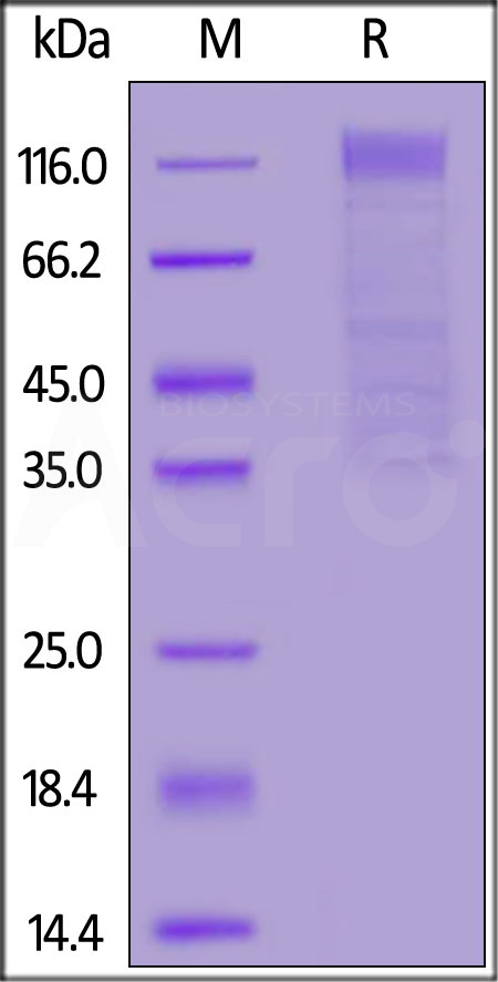 SIN-V52H6-sds