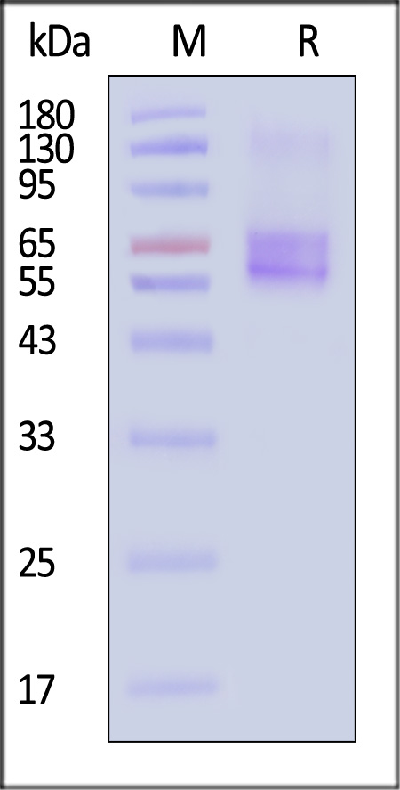 SL2-H52D6-sds