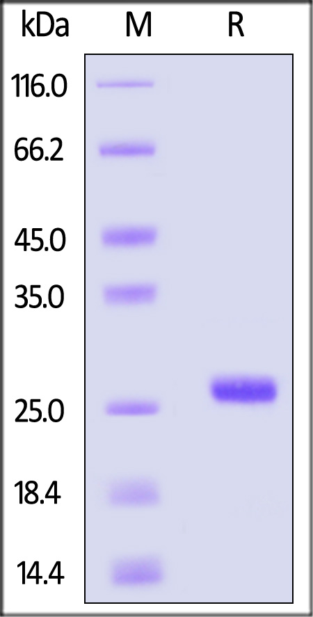 SL2-H52H6-sds