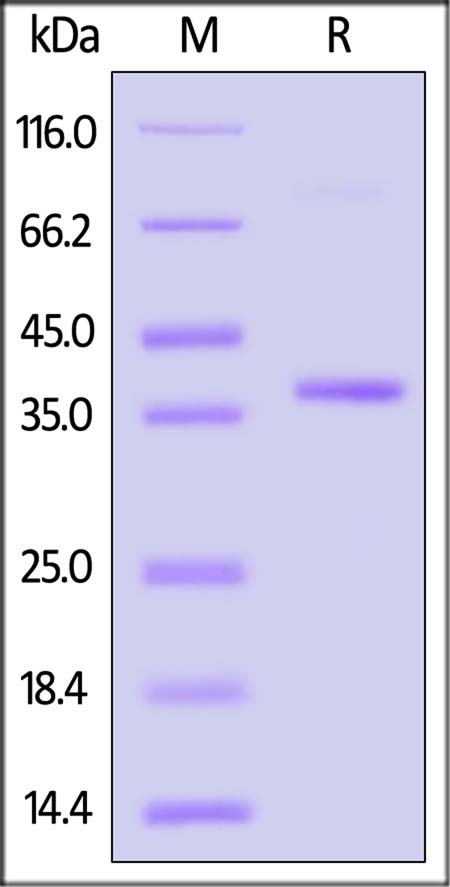 SM1-H5145-sds