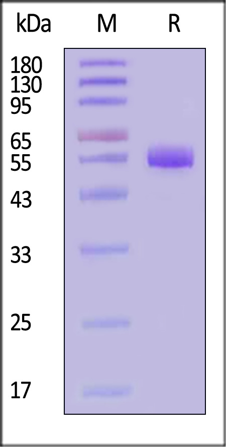 SP1-H82E5-sds