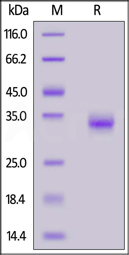 Spike RBD SDS-PAGE