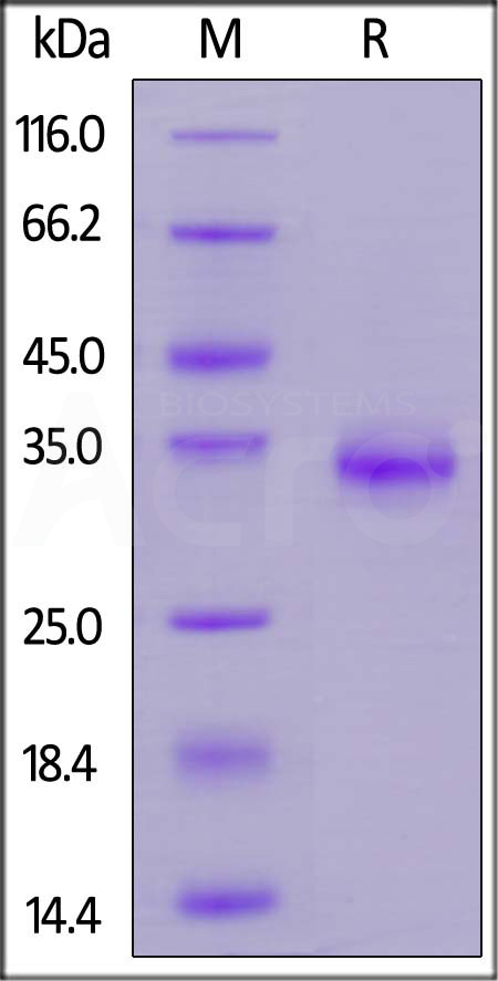 Spike RBD SDS-PAGE