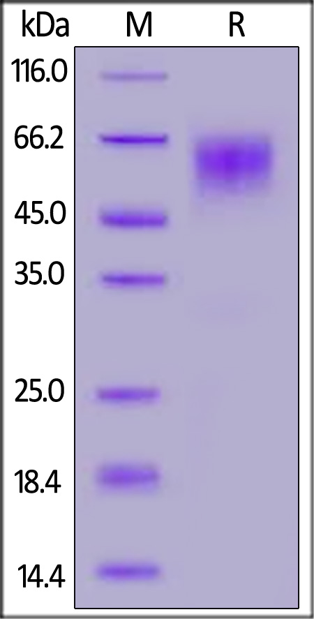 Spike NTD SDS-PAGE