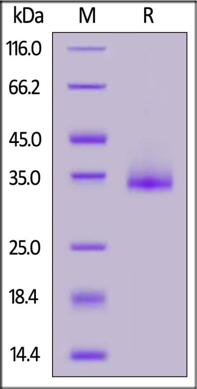 Spike RBD SDS-PAGE