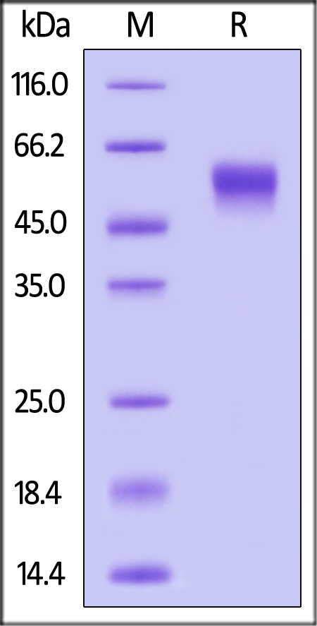 Spike NTD SDS-PAGE