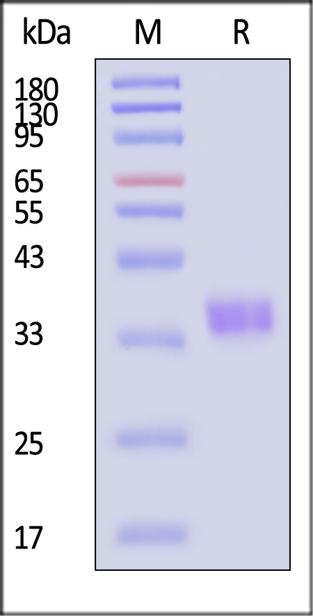 Spike RBD SDS-PAGE