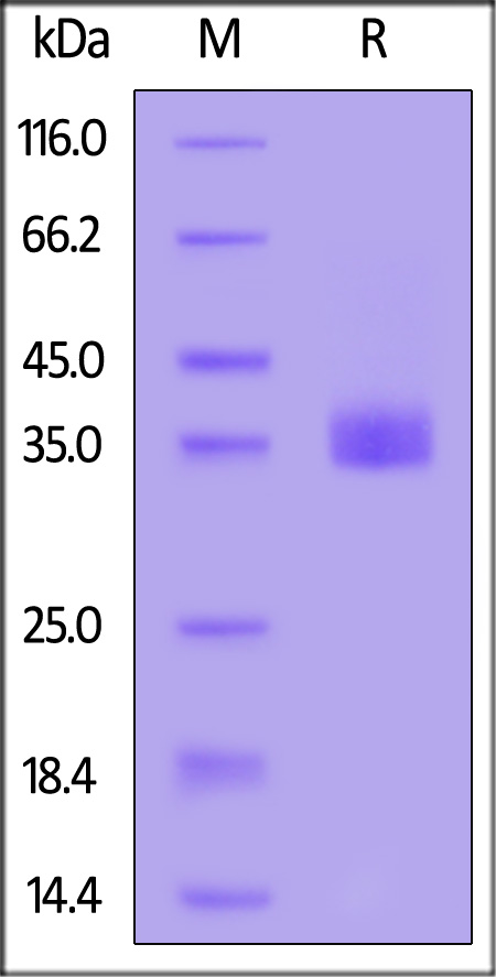 Spike RBD SDS-PAGE