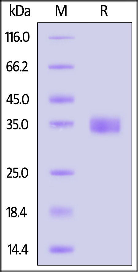 Spike RBD SDS-PAGE