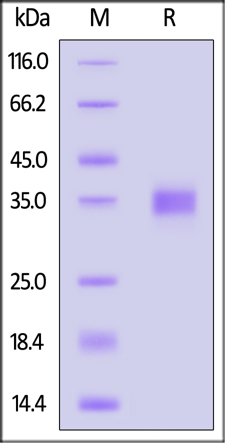 Spike RBD SDS-PAGE