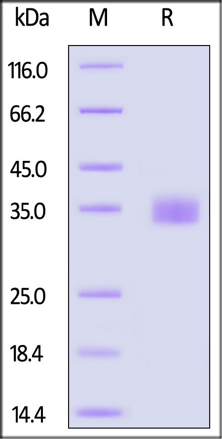 Spike RBD SDS-PAGE