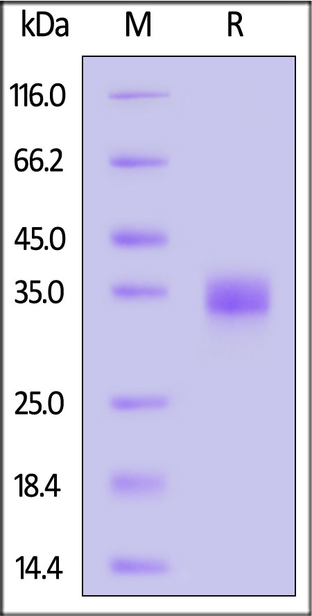 Spike RBD SDS-PAGE