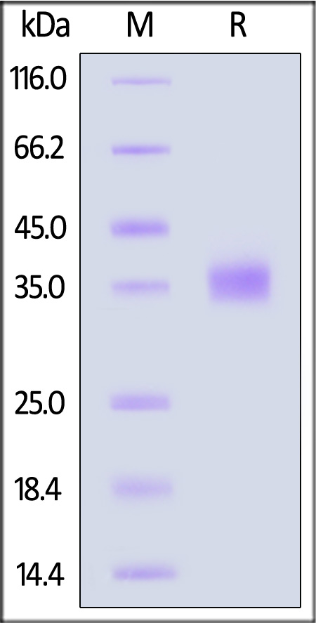 Spike RBD SDS-PAGE