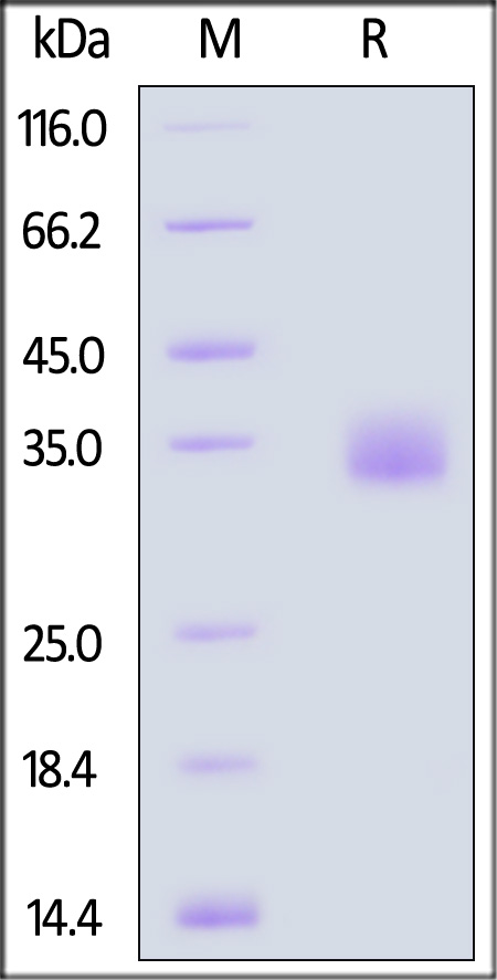 Spike RBD SDS-PAGE