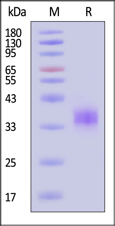 Spike RBD SDS-PAGE