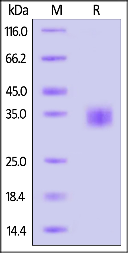 Spike RBD SDS-PAGE