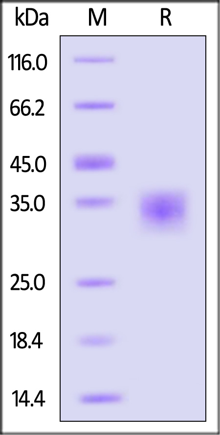 Spike RBD SDS-PAGE