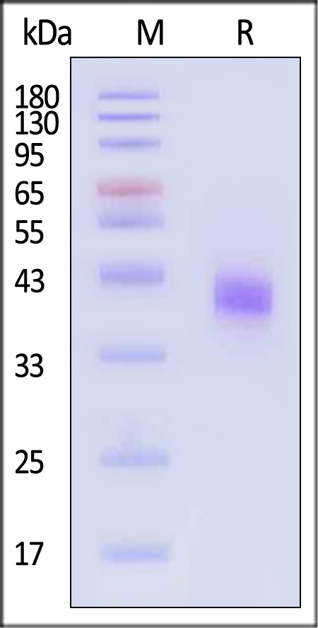 Spike RBD SDS-PAGE