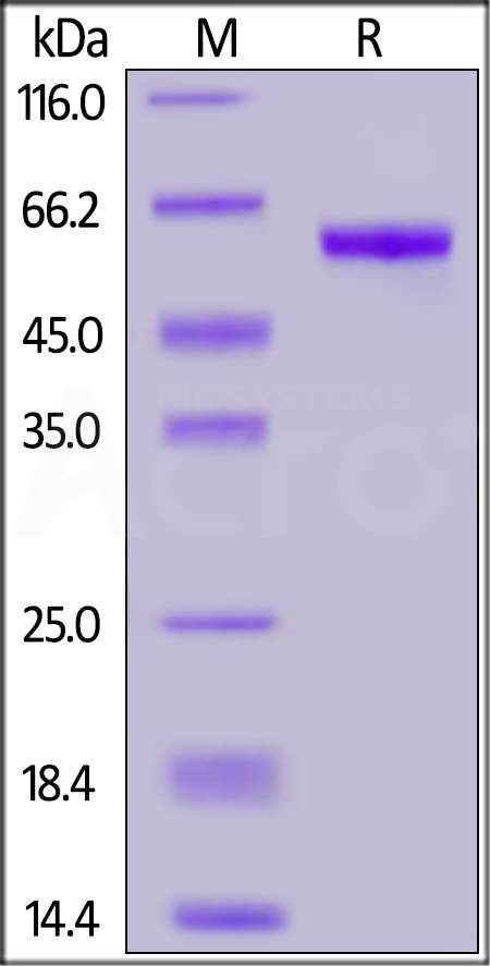 Spike RBD SDS-PAGE