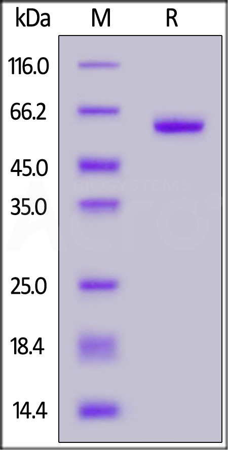 Spike RBD SDS-PAGE