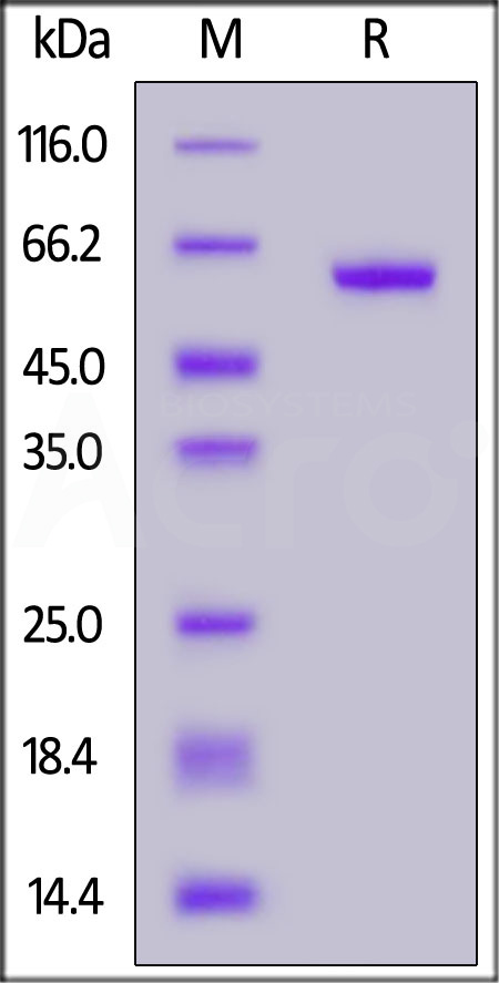 Spike RBD SDS-PAGE