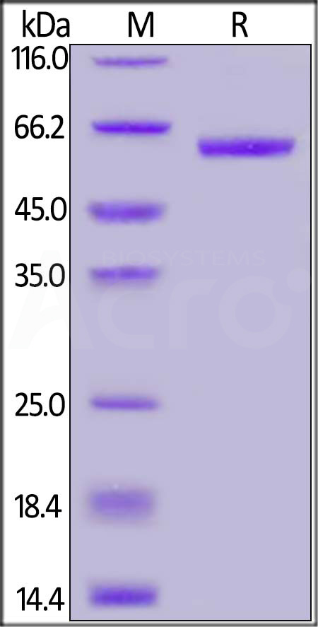 Spike RBD SDS-PAGE