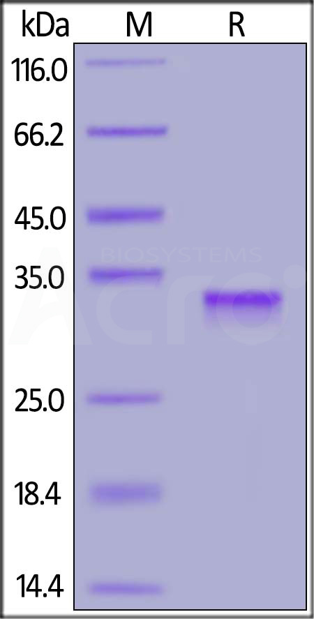 Spike RBD SDS-PAGE