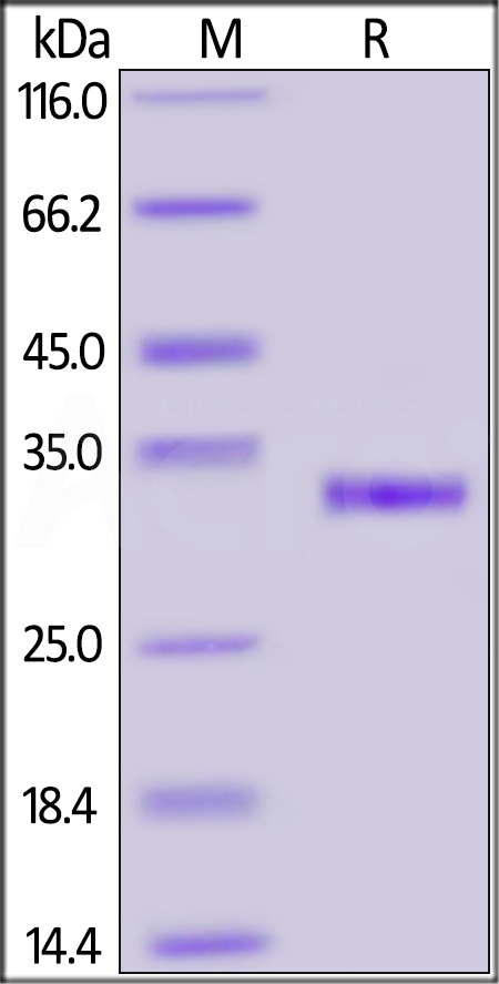 Spike RBD SDS-PAGE