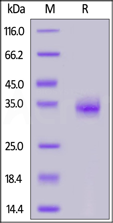 Spike RBD SDS-PAGE