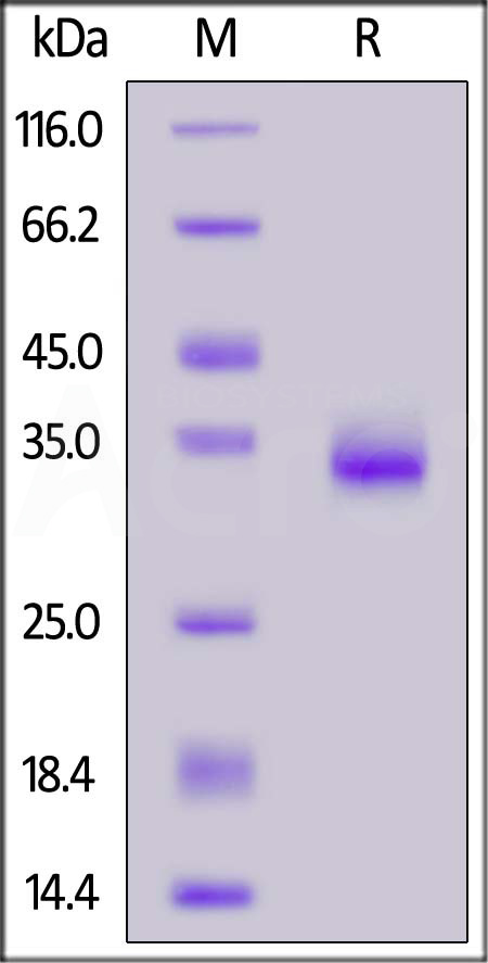 Spike RBD SDS-PAGE