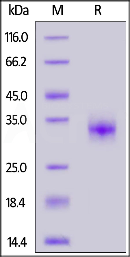 Spike RBD SDS-PAGE