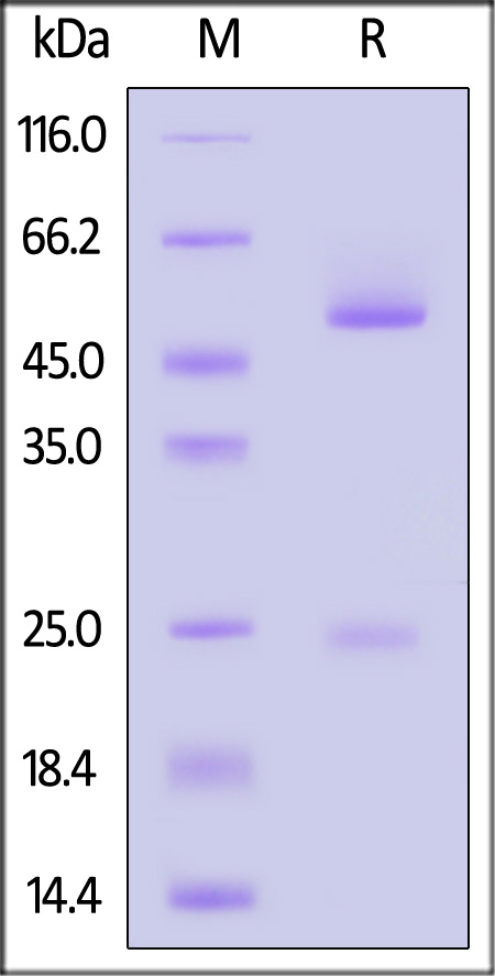 Spike RBD SDS-PAGE