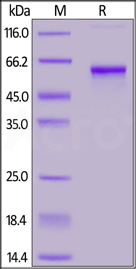 Spike RBD SDS-PAGE