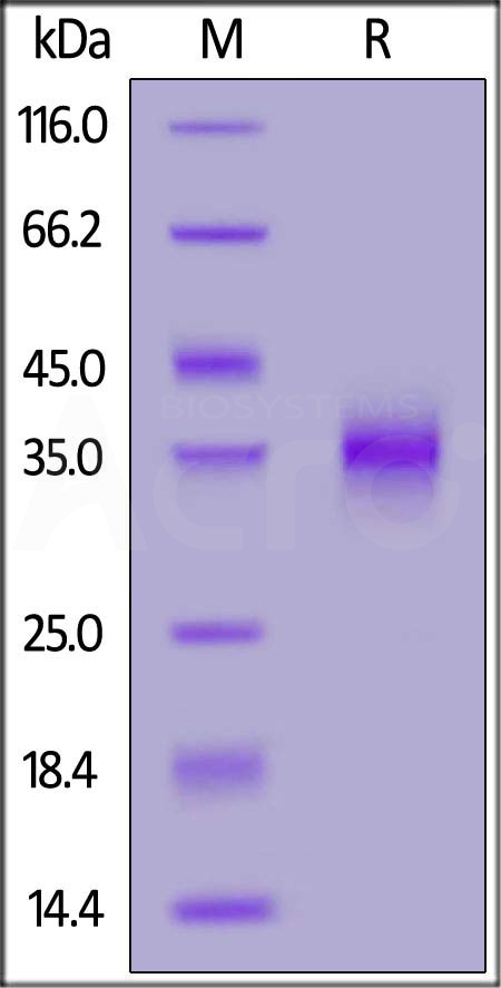 Spike RBD SDS-PAGE