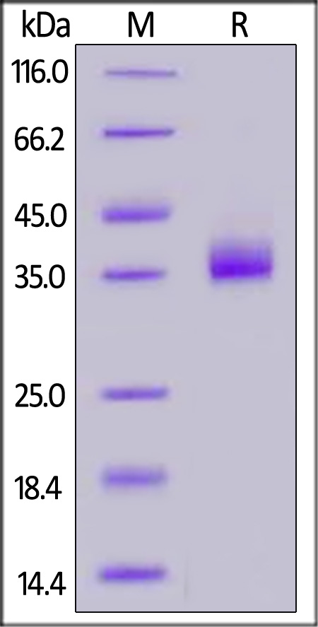 Spike RBD SDS-PAGE