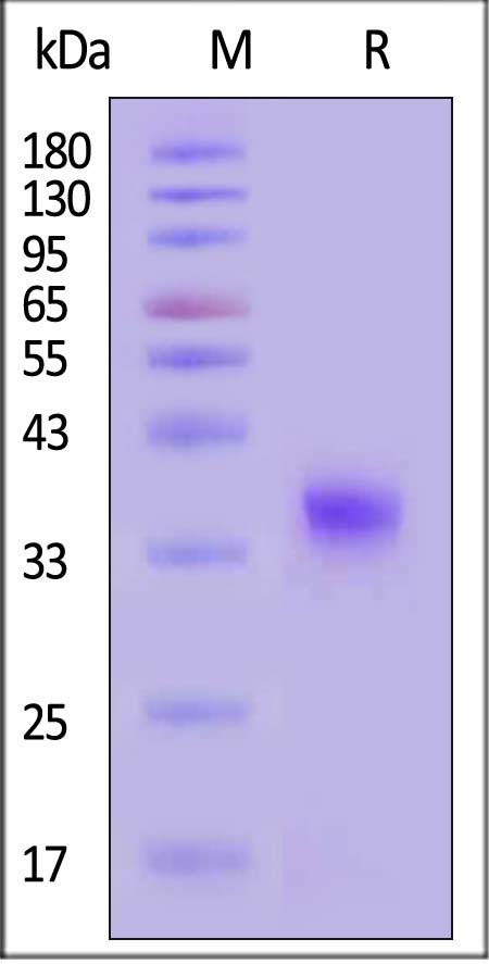 Spike RBD SDS-PAGE