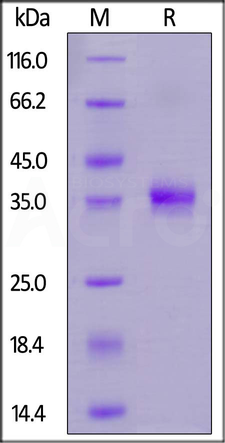 SPD-C82Eg-sds