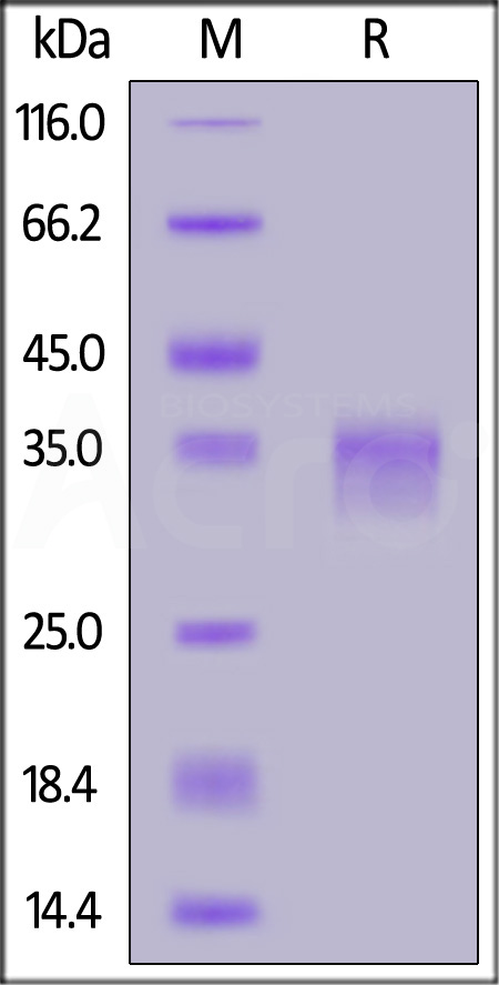 Spike RBD SDS-PAGE