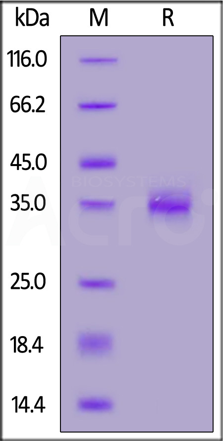 Spike RBD SDS-PAGE