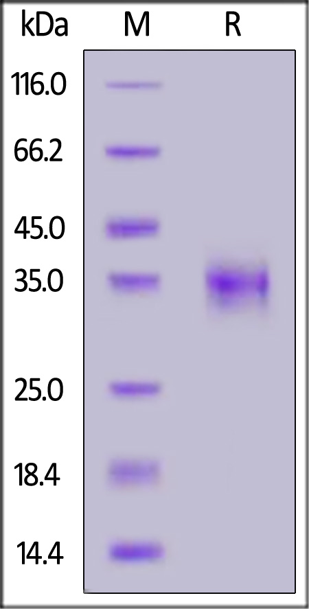 Spike RBD SDS-PAGE