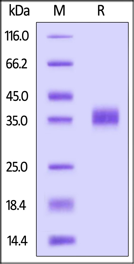 Spike RBD SDS-PAGE