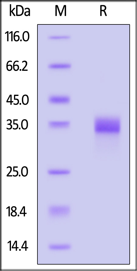 SPD-C82Ew-sds