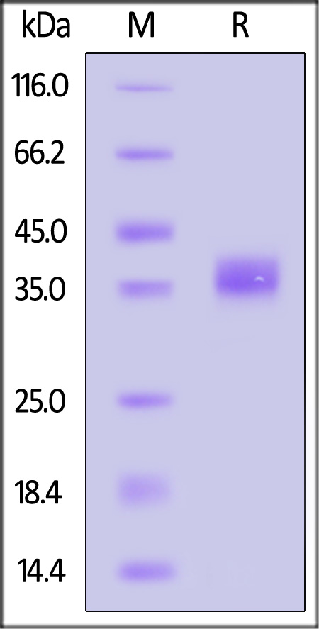 Spike RBD SDS-PAGE