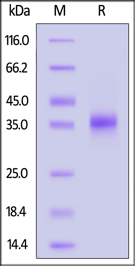 SPD-C82Ey-sds