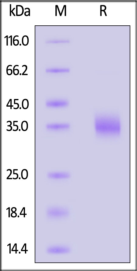 Spike RBD SDS-PAGE