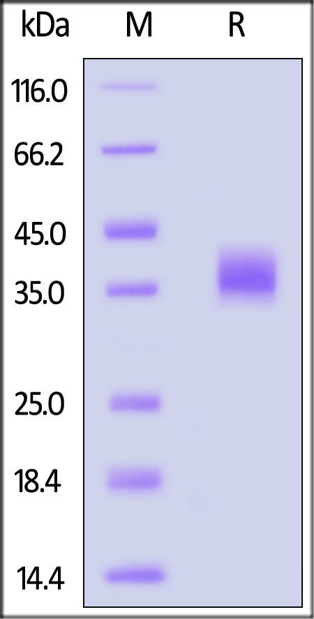 Spike RBD SDS-PAGE