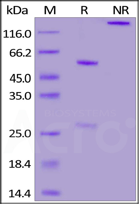 Spike NTD SDS-PAGE