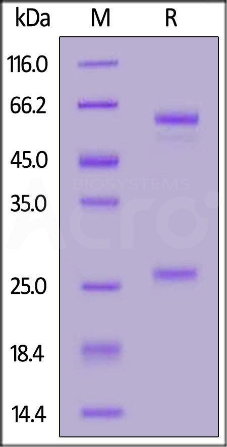 Spike RBD SDS-PAGE