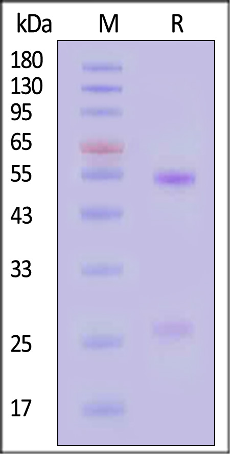 Spike RBD SDS-PAGE